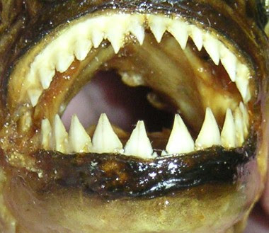 Aksi Ikan Piranha Jika sedang kelaparan