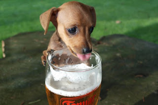 Dachshund puppy trying to drink a glass of beer