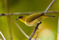 Gambar Burung Pleci Kacamata Togian, Zosterops somadikartai