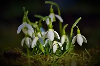 Snowdrop