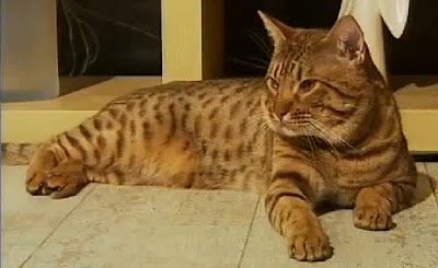 ocicat