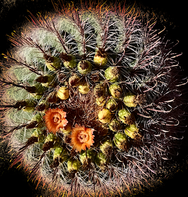 barrel cactus blooming blooms