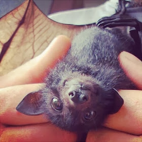 Funny animals of the week - 10 January 2014 (35 pics), cute baby bat