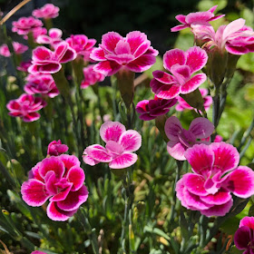 summer flowers in garden