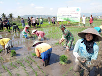 Lecut Semangat Petani, Babinsa Bumiayu Brebes Tanam Situbagendit