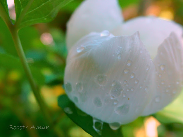 Paeonia japonica