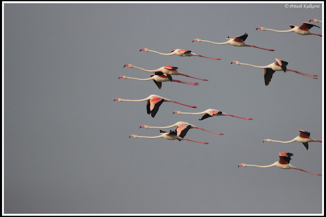 Photo finish race...Greater Flamingo