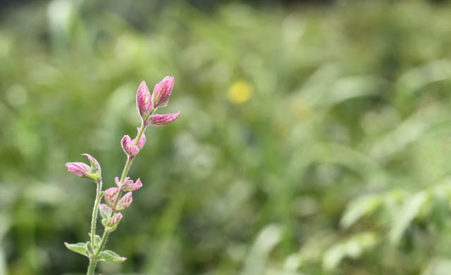 Annual Clary Sage