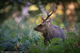 Sika stag in wooded parkland,early autumn