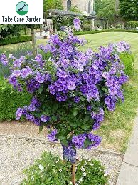 Lycianthes rantonnetii (Blue Potato Bush) - Gardenia