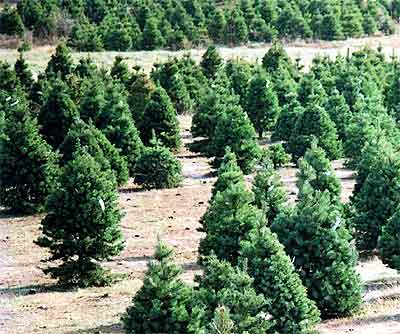 Real Christmas Trees