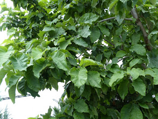 Magnolia 'Yellow bird' - Tulipier ‘yellow bird’ - Magnolia hybride à fleurs jaunes - Magnolia 'Evamaria' x Magnolia acuminata var. subcordata