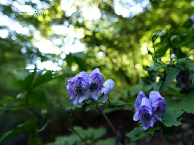 Aconitum japonicum