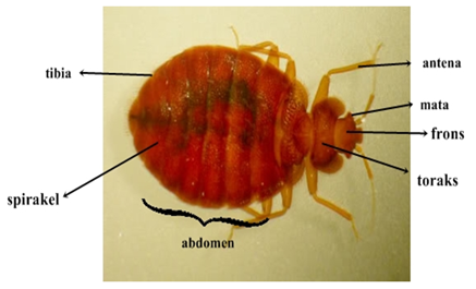 Jenis-Jenis Arthropoda Patogen (Sikilus Hidup, Gejala Klinis, Pencegahan & Pengobatan)