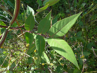 Senna occidentalis - Casse fétide - Faux kinkéliba - Café-nègre