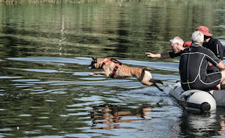 cães de busca e salvamento na água