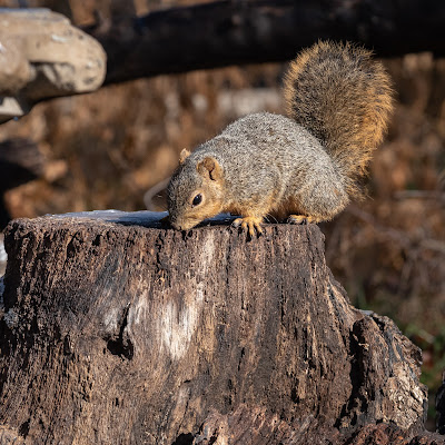 Fox Squirrel, Bob Jones Nature Center
