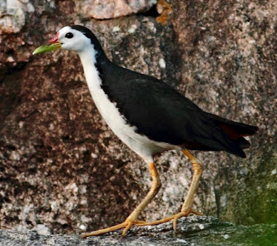 "White-breasted Waterhen - Amaurornis phoenicurus, resident of Mount Abu. Snapped in a rocky environment."