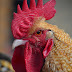 UD researchers examine combinations of lamps, dimmer switches for poultry houses