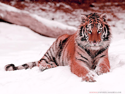 TIGER - Jungle Animals HD Wallpaper