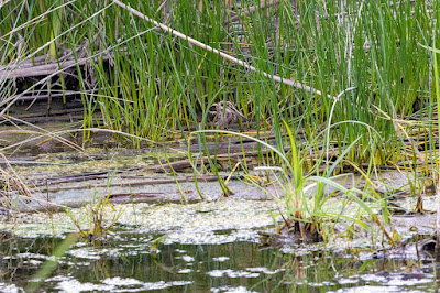 Jack Snipe hidding at Tsiknias River, Lesvos