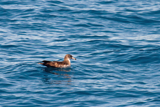 Pink-footed Shearwater