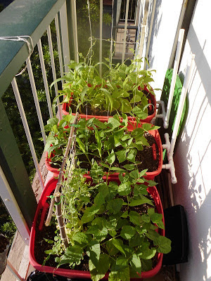 Right side balcony garden