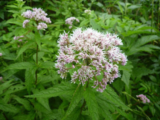 白山の花