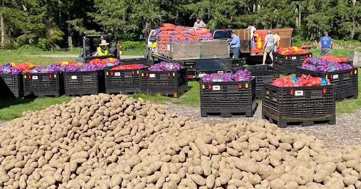 Man From Washington  Has Saved Over 200 Tonnes Of Veg And Delivered It To Foodbanks Across The State