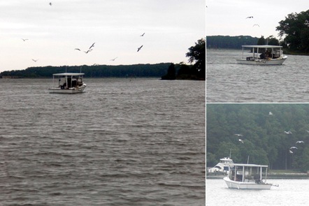 View Crabber off Tilghman Creek