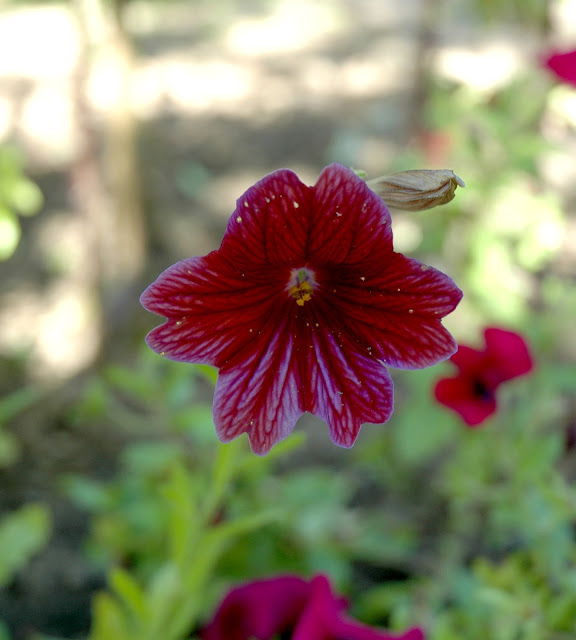 Salpiglossis sinuata çiçeği