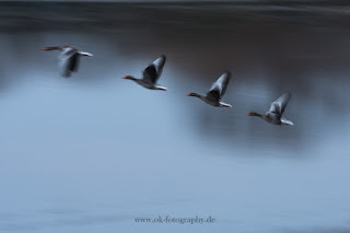 Wildlifefotografie Mitzieher ICM Olaf Kerber