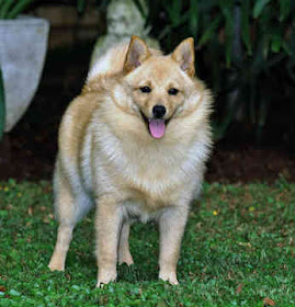 schipperke dog breed puppy pets hound picture