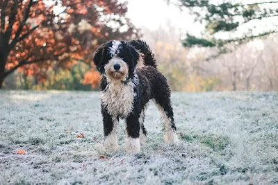 Bernedoodle in USA