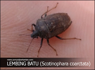 Mengenal hama lembing batu (Scotinophara coarctata)