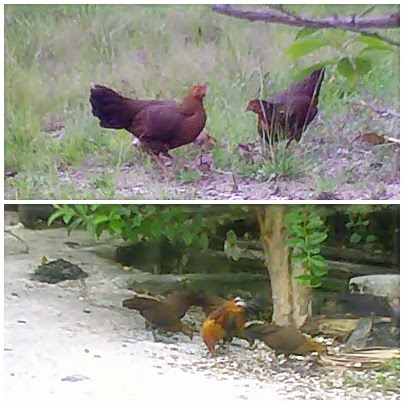  Ayam  Hutan  berhijrah ke Kampung 