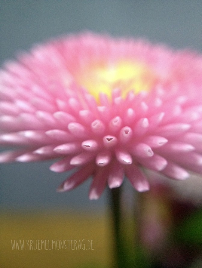 rosa Gänseblümchen (01)
