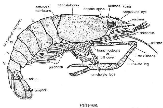 झींगा (Prawn) : वर्गीकरण, लक्षण, चित्र का वर्णन | hindi