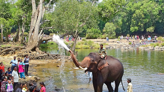 Elephant is Spraying Water over Visitors, Dubare Elephant Camp, Coorg