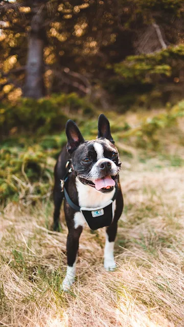 Cão de Raça Boston Terrier