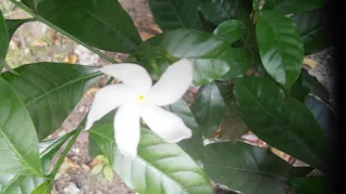 Small Crepe jasmine