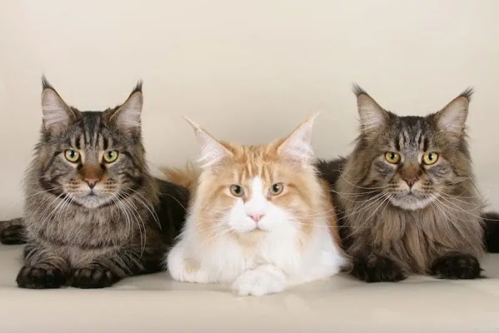 Check Out These Cuddly White Kitties - Say Hello to the White Maine Coon