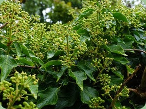 Hedera Helix - English Ivy. A very important food source for many animals, birds and insects