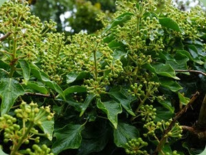 Hedera Helix - English Ivy. A very important food source for many animals, birds and insects