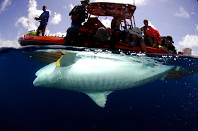 University of Hawaii