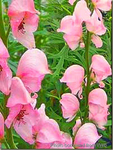 5774_0_Aconitum-napellus-Rubellum