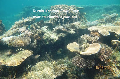 terumbu karang di menjangan kecil karimunjawa