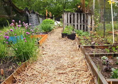 this garden - perennials