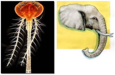 God's miracles in creating the mosquito عجائب و معجزات خلق البعوضة  عجائب و معجزات خلق البعوضة - الفرق بين خرطوم البعوضة وخرطوم الفيل