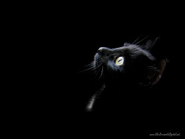 Black Wallpaper Cat Head 1600x1200